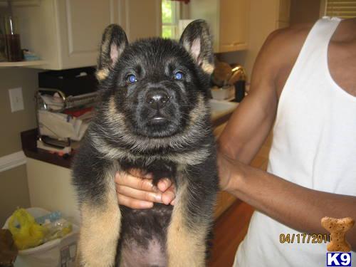 German Shepherd Puppies in FL